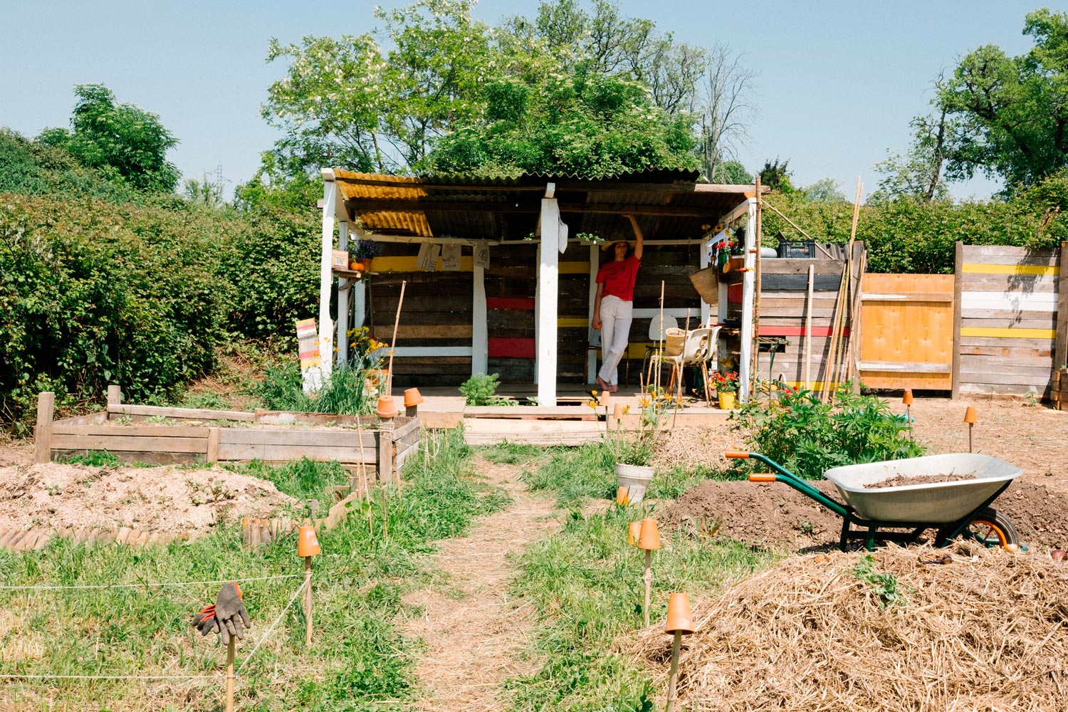 Graine Potager